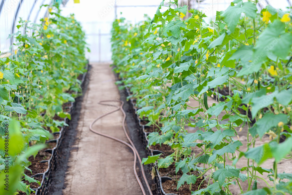 Organic young cucumbers cultivation. Closeup of fresh green vegetables ripening in glasshouse greenhouse business Organic young cucumbers cultivation. Closeup of fresh green vegetables ripening in glasshouse greenhouse business