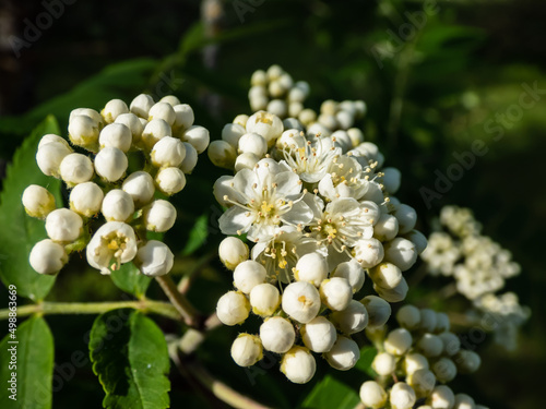 Close-up shot of white flowers of the rowan or mountain-ash (Sorbus aucuparia) blooming in bright sunlight in spring