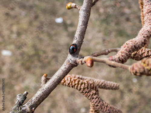 The pine ladybird or pine lady beetle - Exochomus quadripustulatus - walking on a branch of a hazel tree in spring. Elytra are black with two red comma-shaped and two smaller red round spots photo