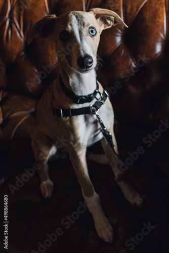 Whippet dog puppy face with blue eyes on brown leather Chesterfield couch sofa