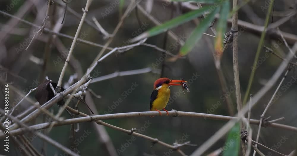 Oriental Dwarf Kingfisher catching crickets and perched on bamboo branches. Oriental Dwarf Kingfisher catching crickets and perched on bamboo branches.