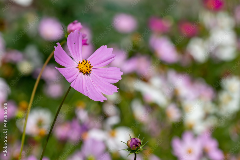 Delicate airy flowers of Cosmos (lat. Cosmos) on thin tall stems, abundant flowering on a sunny summer day Delicate airy flowers of Cosmos (lat. Cosmos) on thin tall stems, abundant flowering on a sunny summer day