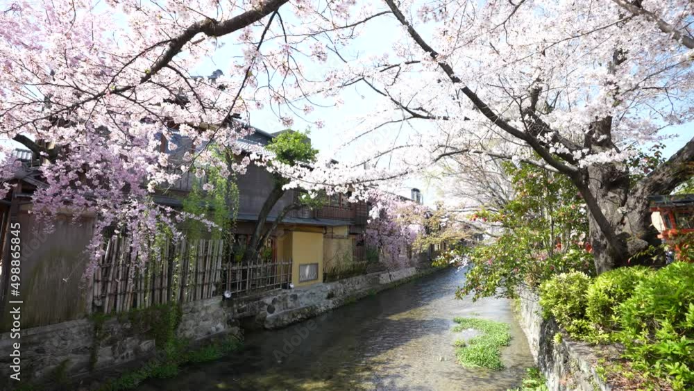 kyoto gionshirakawa Cherry Blossoms 2022(京都 祇園白川 桜2022) kyoto gionshirakawa Cherry Blossoms 2022(京都 祇園白川 桜2022)