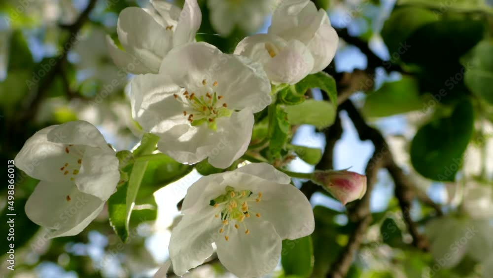 Abundant flowering apple tree. Beautiful flowers on the branches. The sun's rays shine through the petals and green leaves. Spring in the garden. Abundant flowering apple tree. Beautiful flowers on the branches. The sun's rays shine through the petals and green leaves. Spring in the garden.