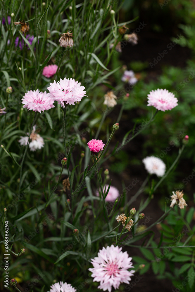 A group of purple-pink flowers in the garden A group of purple-pink flowers in the garden