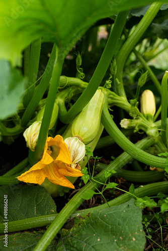 A squash flower with a yellow squash growing next to it. Zucchini harvest