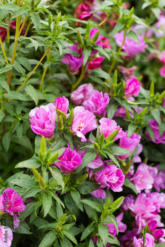 A group of purple-pink flowers in the garden