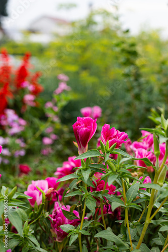 Wallpaper Mural A group of purple-pink flowers in the garden Torontodigital.ca