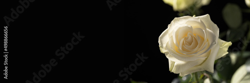 white rose on a black background close-up