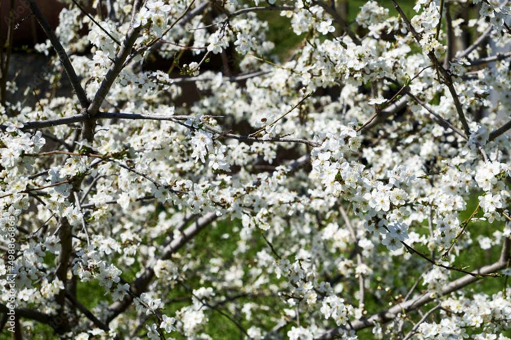 Fototapeta premium white flowering cherry plum branches in the garden in spring background backdrop