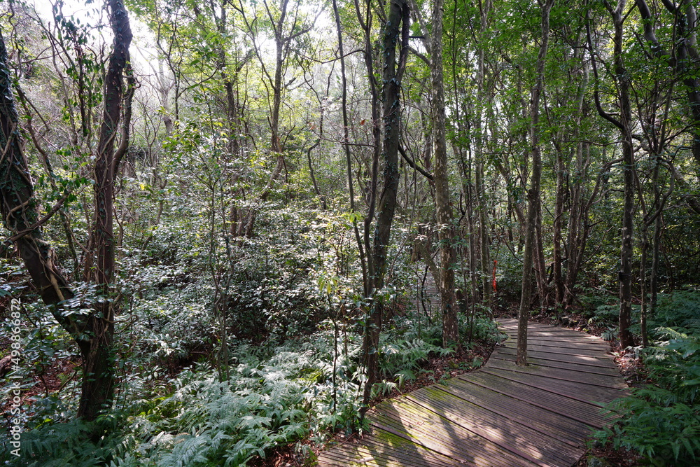 fine boardwalk through thick wild forest fine boardwalk through thick wild forest