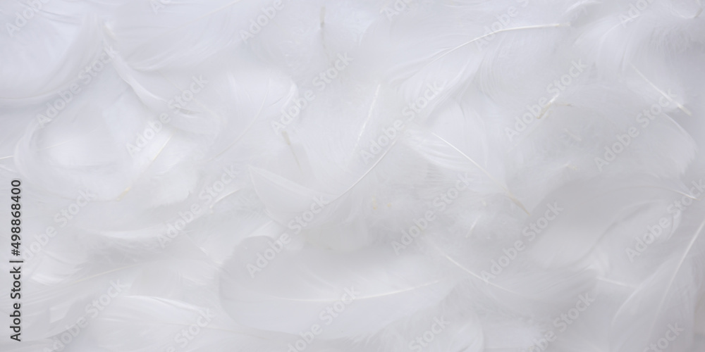 Fototapeta premium Soft White Feathers Texture Background. Swan Feathers