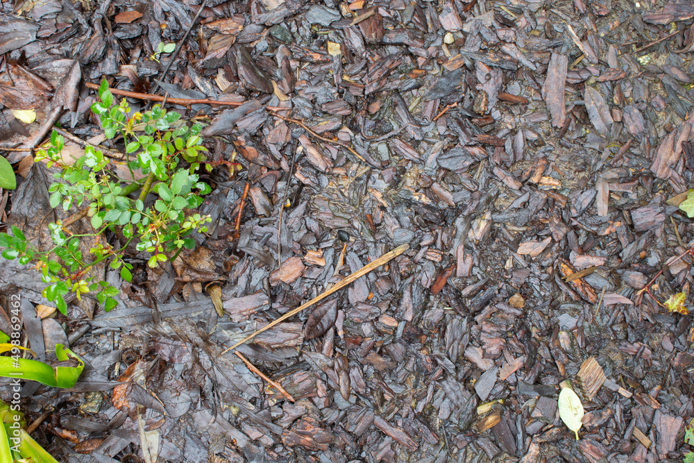 Ground with leaves and grass after rain. Top view texture. Forest after the rain.