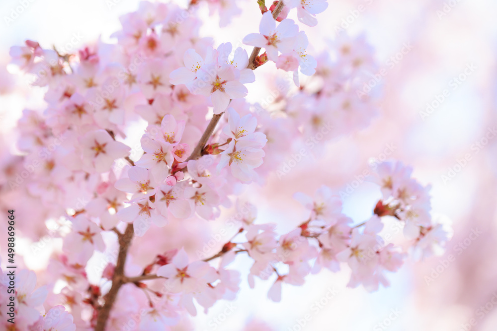 pink cherry blossom in spring pink cherry blossom in spring
