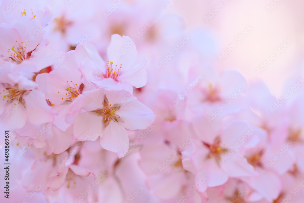 pink cherry blossom in spring pink cherry blossom in spring