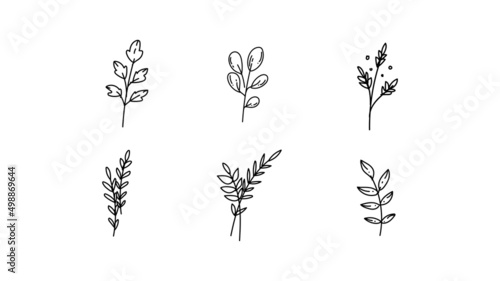 Set or Bundle of Colorless Botanical Illustration Line Art, Doodle in Black on White Background