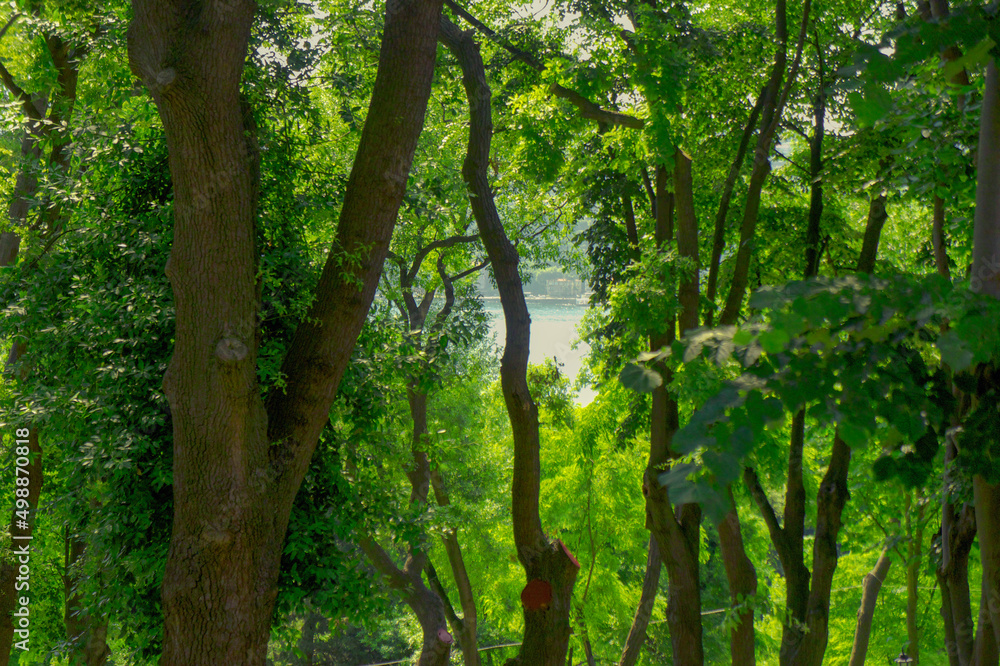 trees in the forest trees in the forest