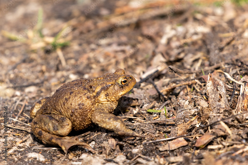 Closeup profile of the amphibian, common toad also known as European toad (Bufo bufo) sitting on the ground in spring in Estonian nature Closeup profile of the amphibian, common toad also known as European toad (Bufo bufo) sitting on the ground in spring in Estonian nature