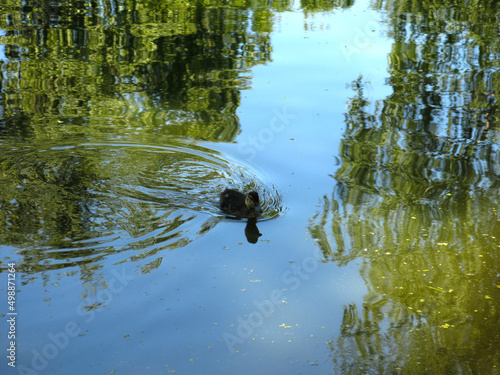 ducklings swim in the summer in a rural pond