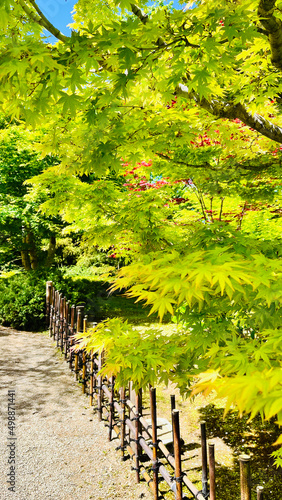 Green maple tree growing above a walkway with bamboo fence