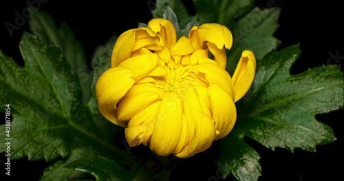 菊の開花タイムラプス