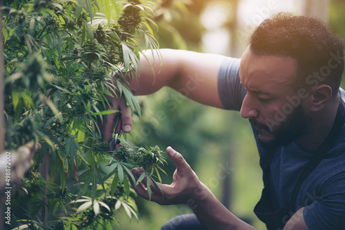 Portrait of a professional farmer working in a hemp field. They are checking the plants. Alternative medicine and the concept of cannabis