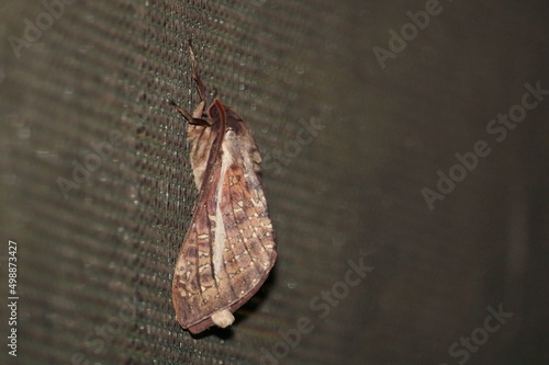 Lateral view of Swift Moth (Oxycanus australis), South Australia, at night  photo