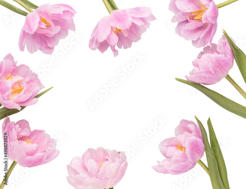 Fototapeta Naklejka Na Ścianę i Meble -  Pink tulip flowers on pastel background.