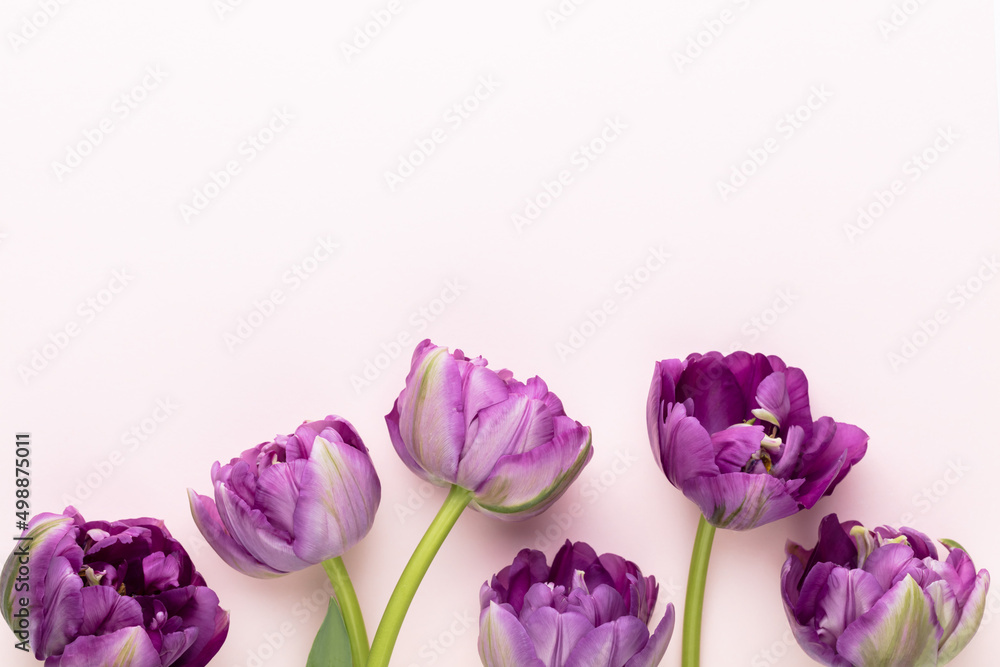 Obraz premium Lilac tulip flowers on pastel background.