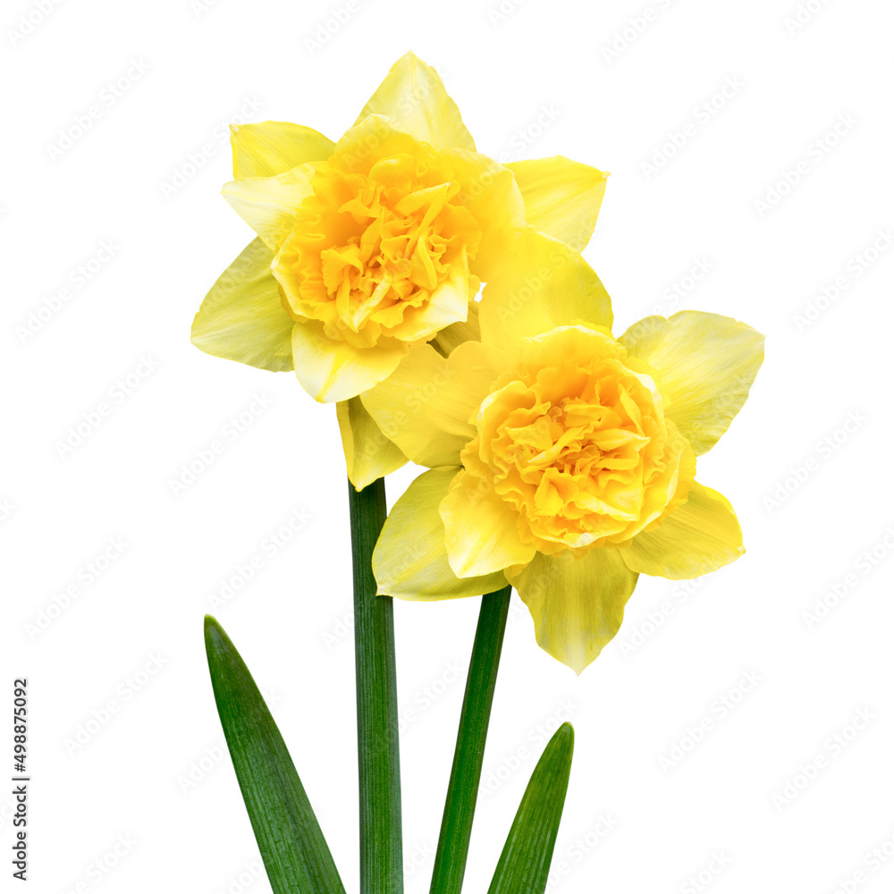 Yellow daffodils on a grey background. Easter greeting card. Yellow daffodils on a grey background. Easter greeting card.