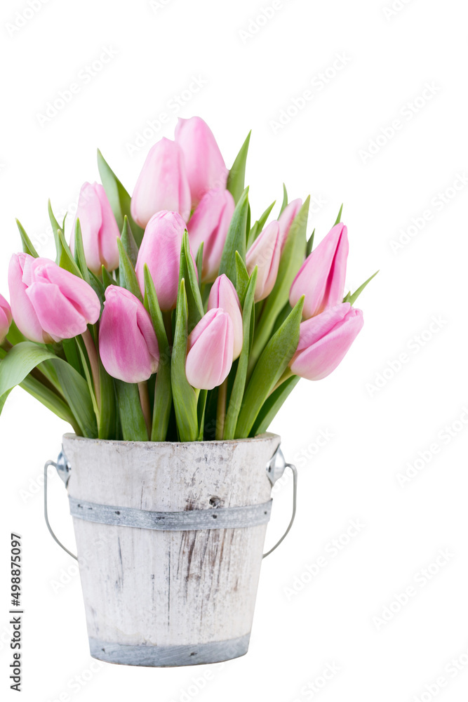 Obraz premium Spring easter tulips in bucket on white vintage background.