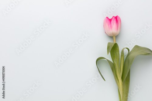 Fototapeta Naklejka Na Ścianę i Meble -  Pink tulip flowers on pastel background.