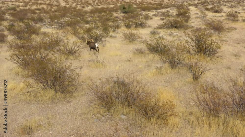 Bighorn sheep wild animal in natural dry arid desert walking alone in Nevada scenic valley of fire natural park Bighorn sheep wild animal in natural dry arid desert walking alone in Nevada scenic valley of fire natural park