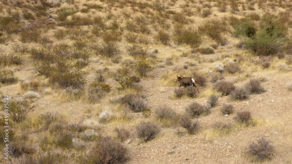Bighorn sheep walking in desert arid dry location, valley of fire wildlife landscape Nevada usa Bighorn sheep walking in desert arid dry location, valley of fire wildlife landscape Nevada usa