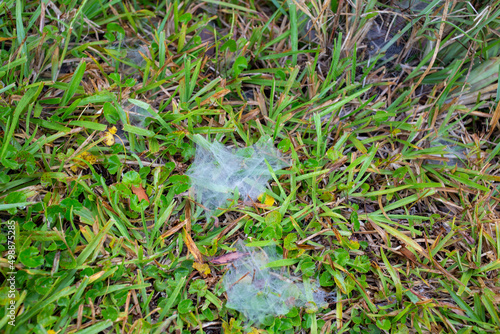 Morning Dew Cobwebs on Green Grass Texture