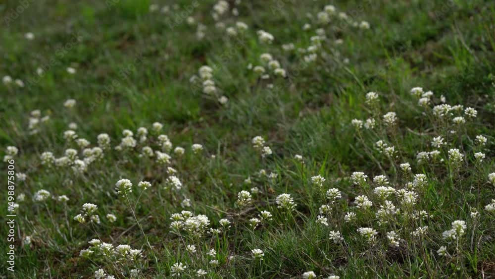 Alpine Pennycress in slight breeze (Thlaspi caerulescens) - (4K) Alpine Pennycress in slight breeze (Thlaspi caerulescens) - (4K)