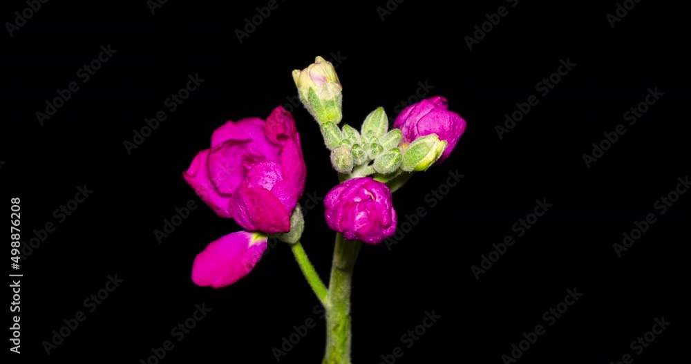 ストックの開花タイムラプス ストックの開花タイムラプス