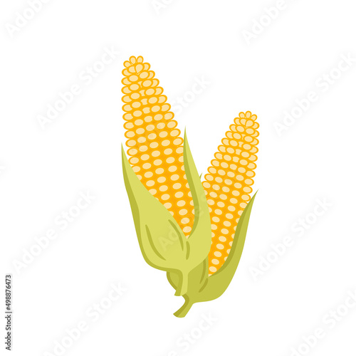 Ripe yellow corn, maize organic harvest from farm field vector illustration. Cartoon two golden corncobs with green leaf, healthy natural food isolated on white. Agriculture, nutrition concept