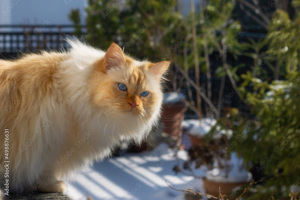 Fluffy white cat with blue eyes watching his snow covered garden