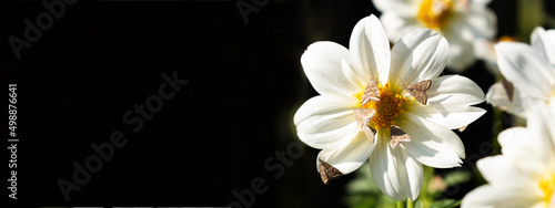 Invasion Dangerous flying insects on a white chamomile or gargin flower. Meadow moth. photo