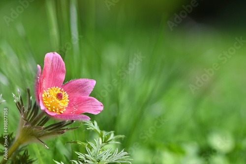 Symbol wiosny  sasanka czerwona  Rubra   Pulsatilla vulgaris  na tle trawy. Niska g    bia ostro  ci