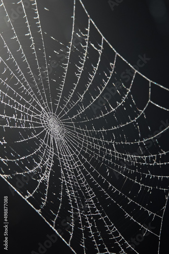 A beautiful spider web pattern close up with dark background