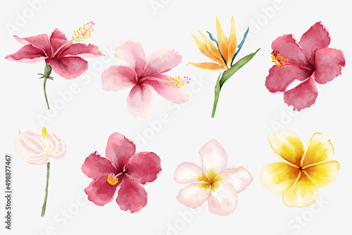 Beautiful Watercolor Tropical Flowers Collection