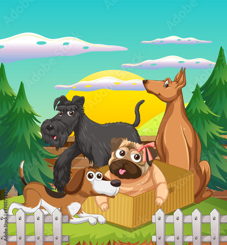 Outdoor scene with domestic animals