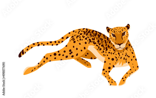 Leopard, African exotic predator vector illustration. Cartoon portrait of wild elegant animal from zoo, tropical jungle or rainforest of Africa isolated on white. Safari, wildlife, nature concept