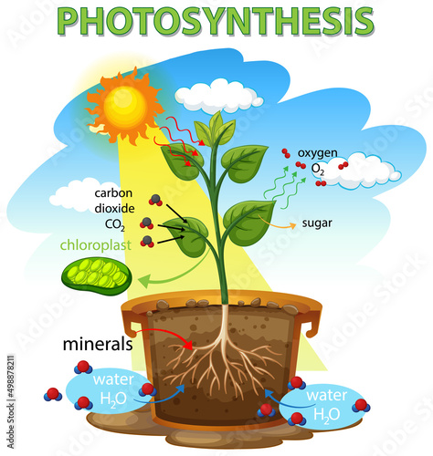 Photosynthesis diagram with plant and sunlight