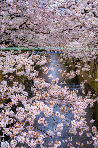 目黒川の桜