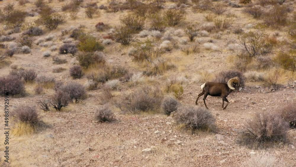 bighorn sheep in dry arid desert of Nevada, drone follow wild animal in its natural habitat bighorn sheep in dry arid desert of Nevada, drone follow wild animal in its natural habitat
