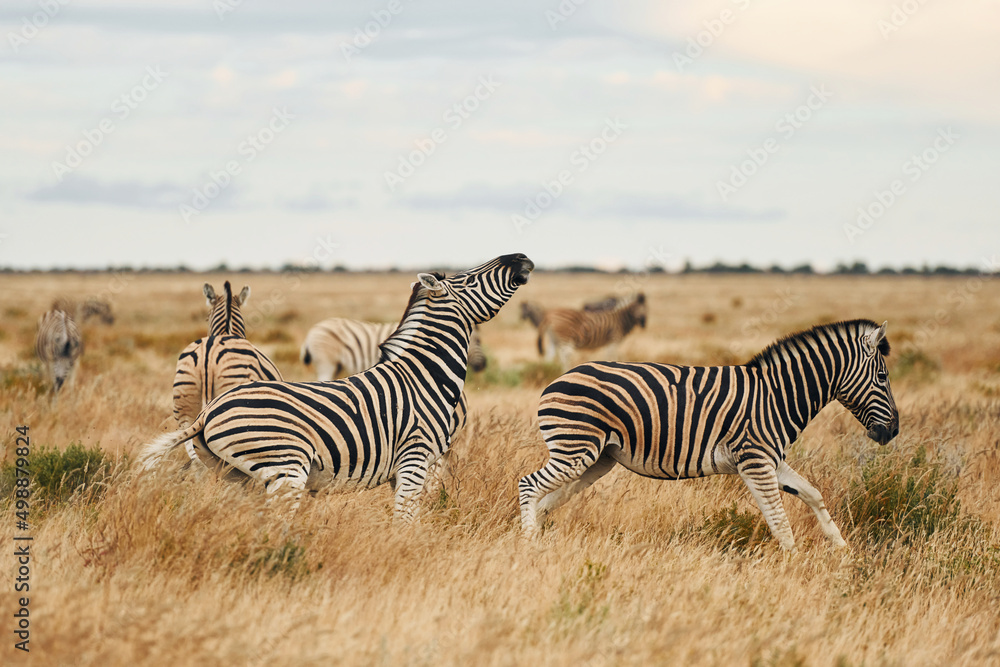 Obraz premium Animals is together. Zebras in the wildlife at daytime