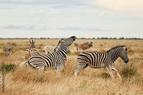 Animals is together. Zebras in the wildlife at daytime